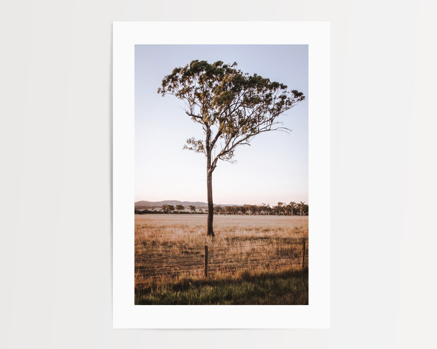 Ghost Gum Print